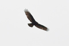 Buteo albonotatus