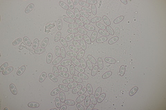 Otidea alutacea
