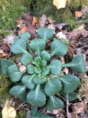 Saxifraga spathularis
