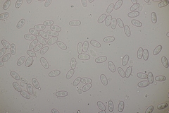 Otidea alutacea