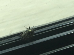 Euphoria sepulcralis