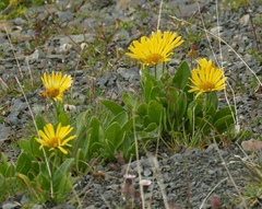 Doronicum clusii