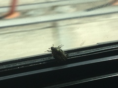 Euphoria sepulcralis