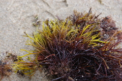 Furcellaria lumbricalis