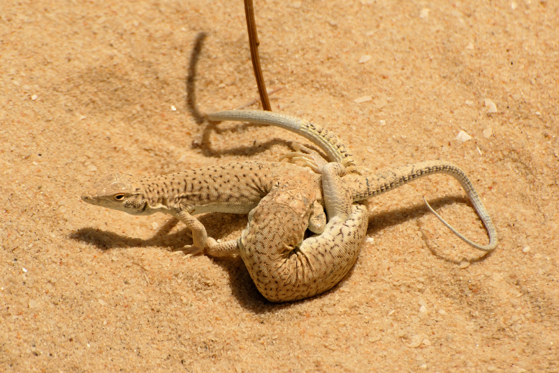Acanthodactylus scutellatus scutellatus from Matli island / Zaranik