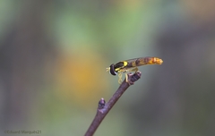 Sphaerophoria philanthus