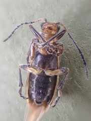 Syneta carinata