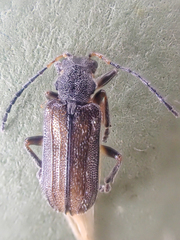 Syneta carinata