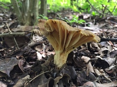 Phylloporus clelandii