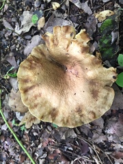 Phylloporus clelandii