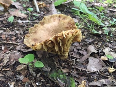 Phylloporus clelandii