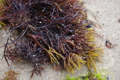 Furcellaria lumbricalis