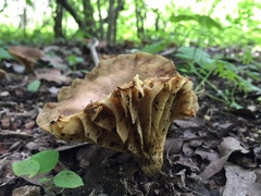 Phylloporus clelandii