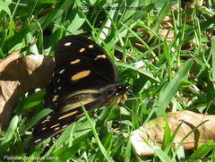 Papilio dardanus cenea