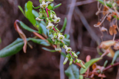 Escallonia illinita