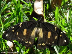Papilio dardanus cenea