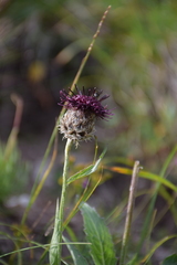 Centaurea kotschyana