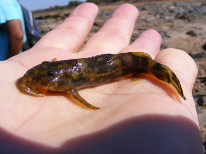 Sawfin Catlet