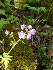 Phacelia bipinnatifida