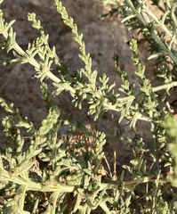 Salsola oppositifolia