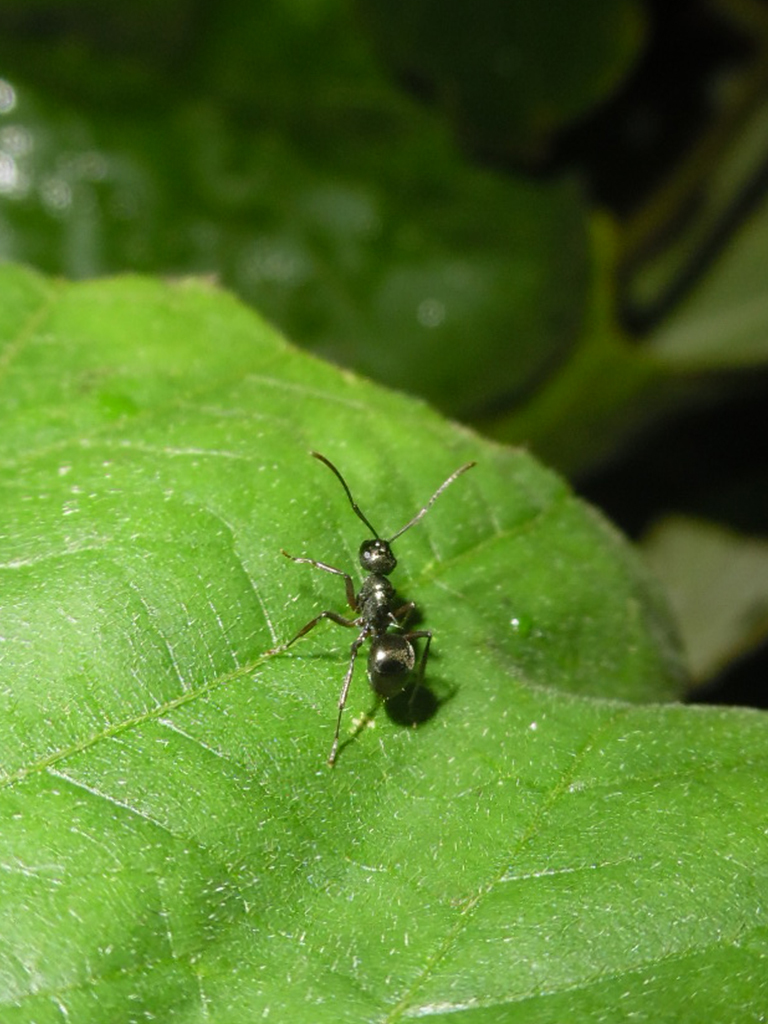 Polyrhachis hippomanes ceylonensis