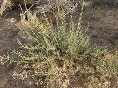 Salsola oppositifolia