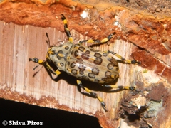 Euparius tapirus