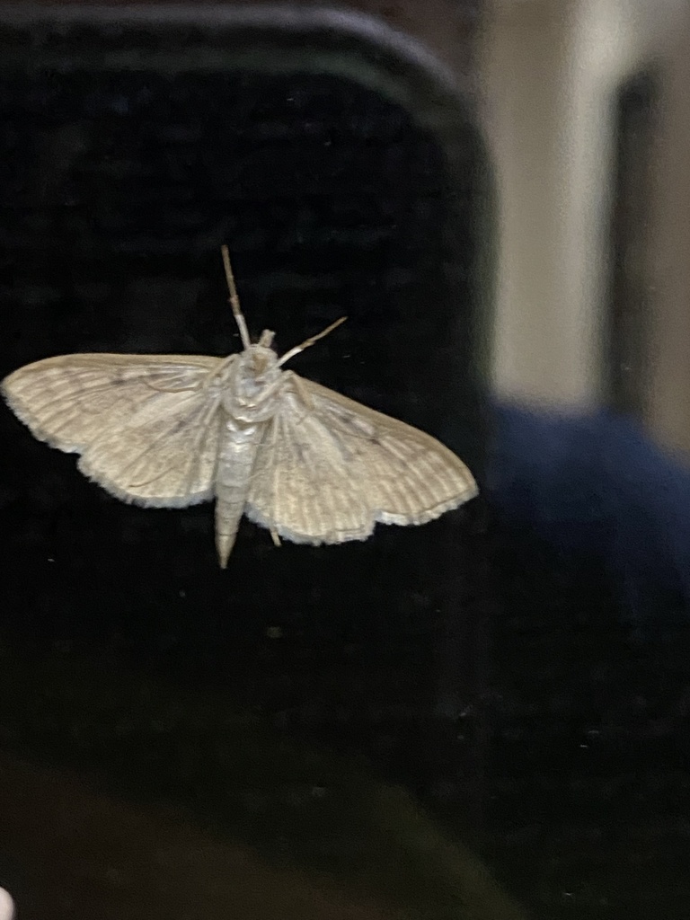 Serpentine Webworm Moth from SUNY College of Environmental Science and ...