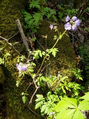 Phacelia bipinnatifida