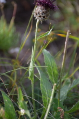 Centaurea kotschyana
