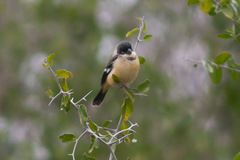 Sporophila morelleti