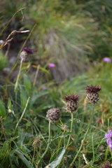 Centaurea kotschyana