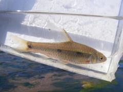 Enteromius trimaculatus