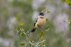 Sporophila morelleti