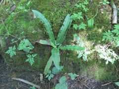 Asplenium scolopendrium americanum