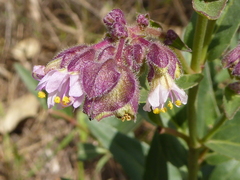 Mirabilis hirsuta