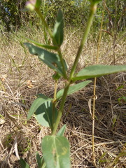 Mirabilis hirsuta
