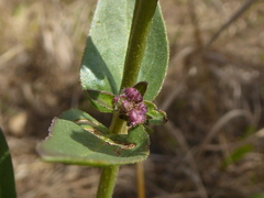 Mirabilis hirsuta