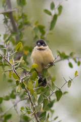 Sporophila morelleti