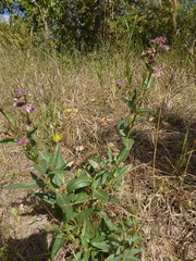 Mirabilis hirsuta