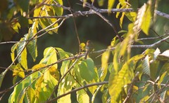 Lathrotriccus euleri