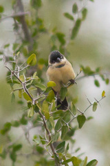 Sporophila morelleti