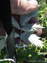Rubus ludwigii