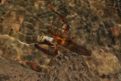 Macrobrachium americanum