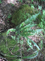 Asplenium scolopendrium americanum