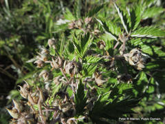 Rubus ludwigii