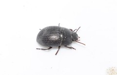 Micrositus orbicularis