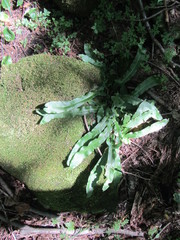Asplenium scolopendrium americanum