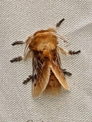 Megalopyge opercularis