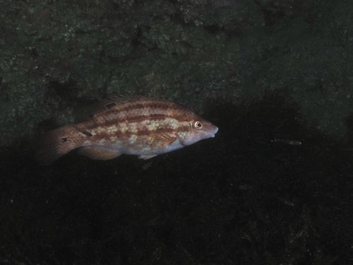 Baillons lipvis (Symphodus bailloni) — Labridae — 4